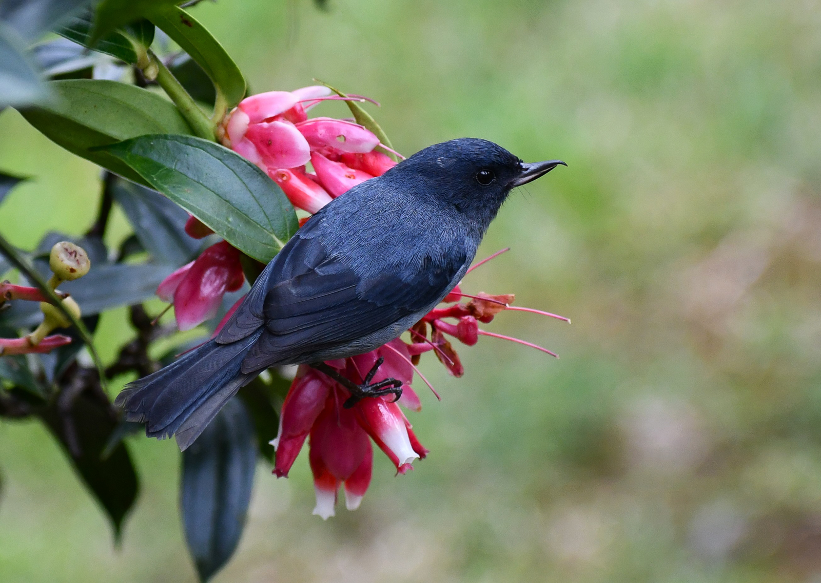 Slaty Flowerpiercer