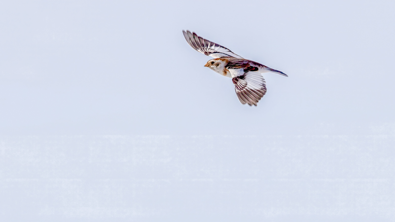 Snow Bunting in flight