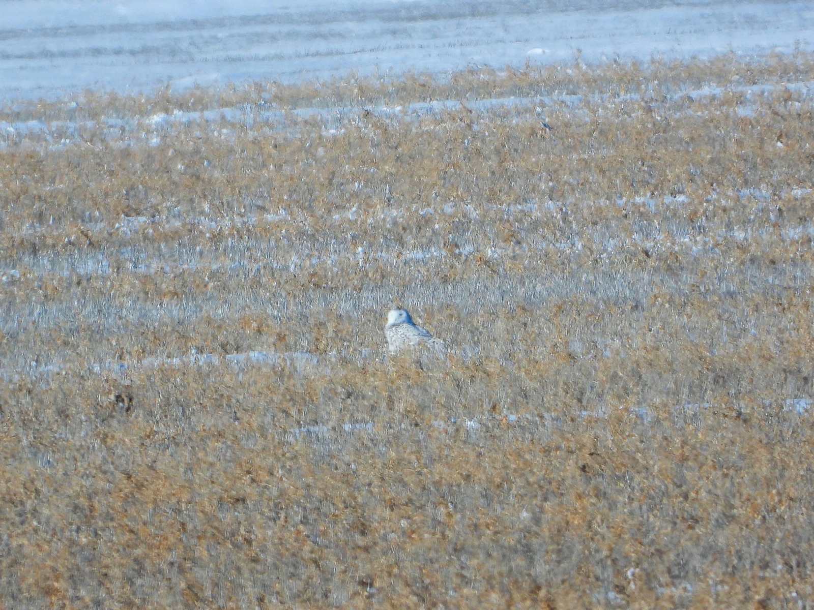 Snowy Owl