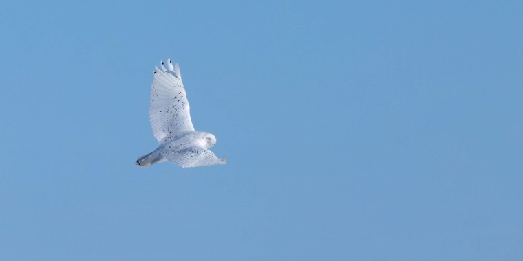 Eagle-Eye Manitoba Owls Tour # 3 – March 7 - 11, 2024