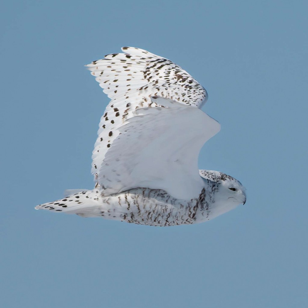 Snowy Owl flying