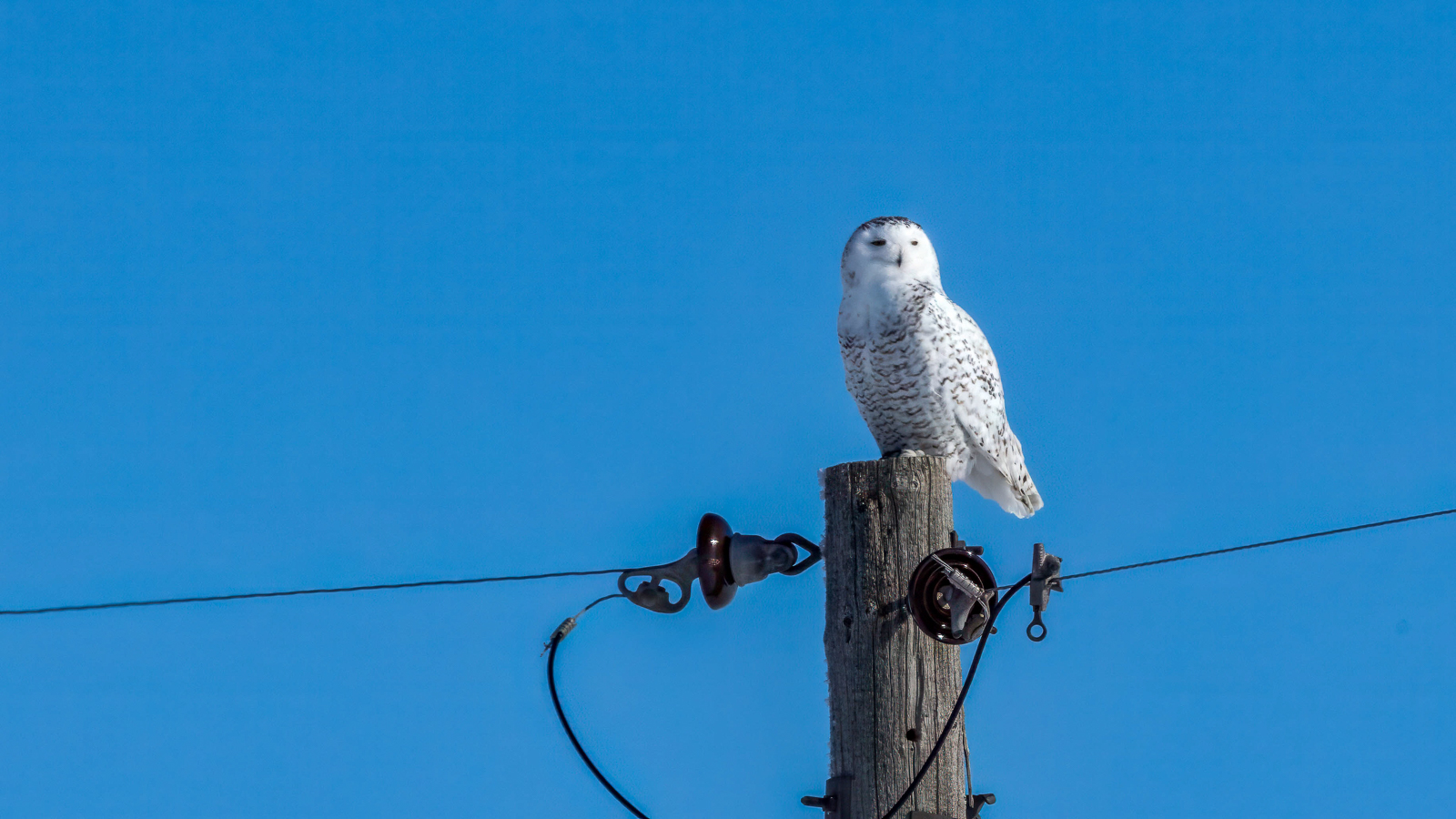 Snowy Owl on pole