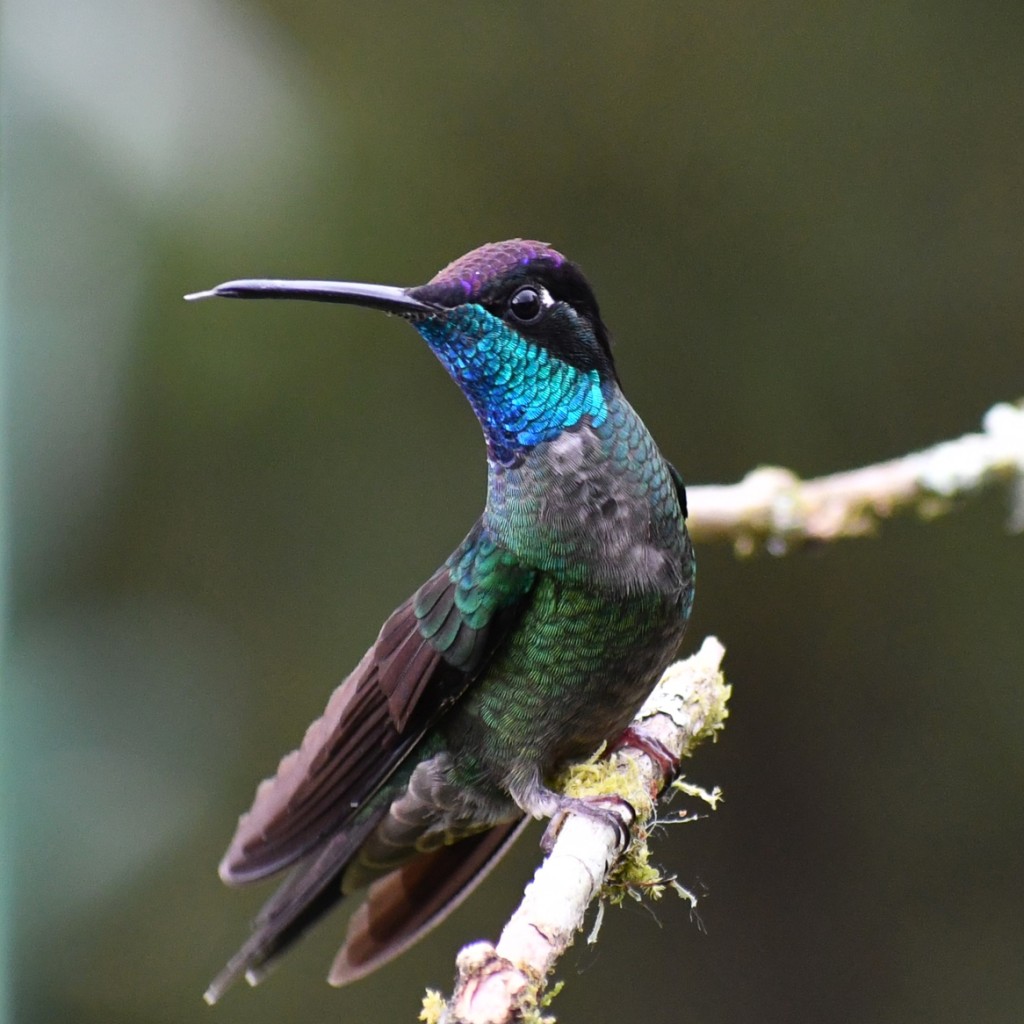 Talamanca Hummingbird