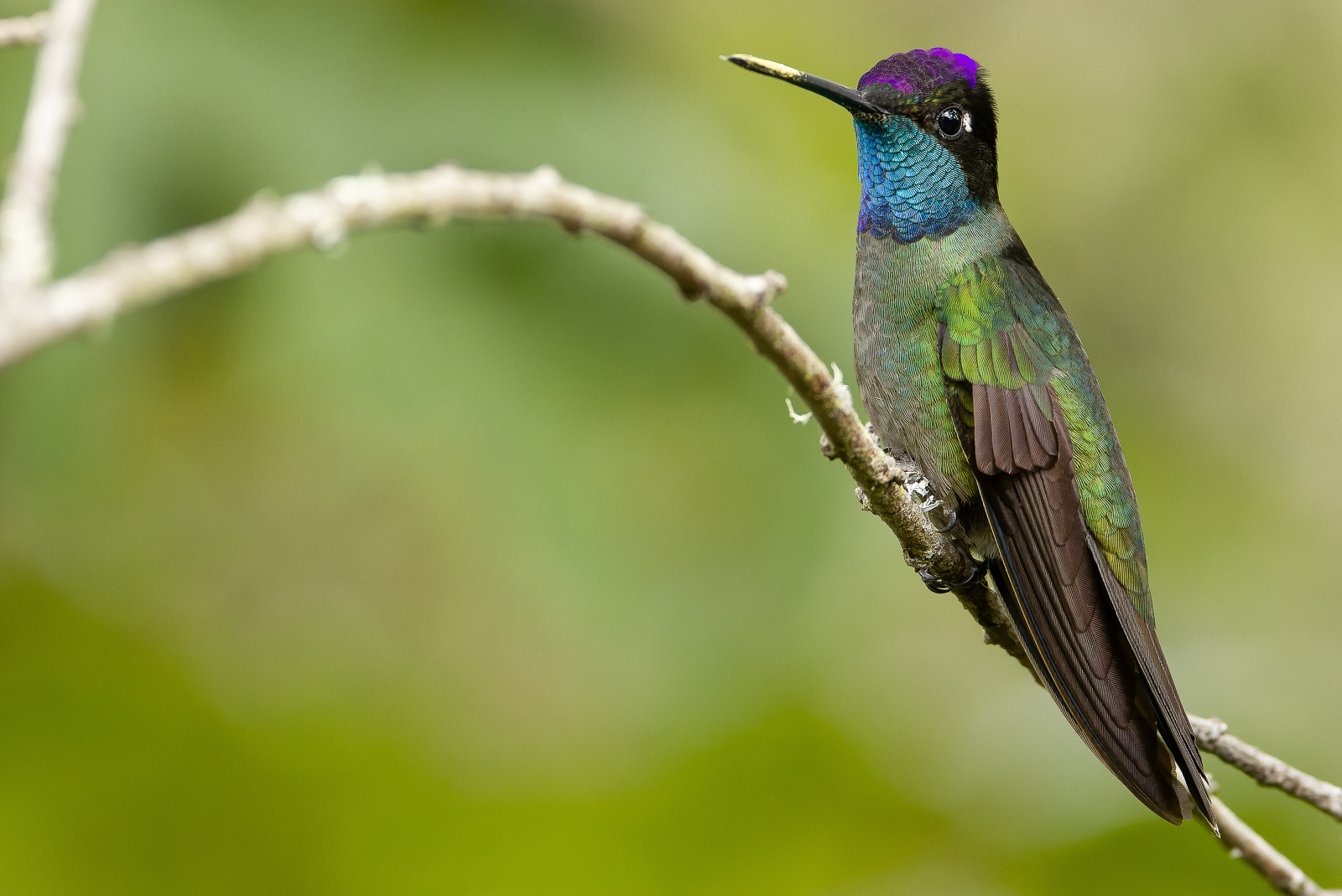 Talamanca Hummingbird