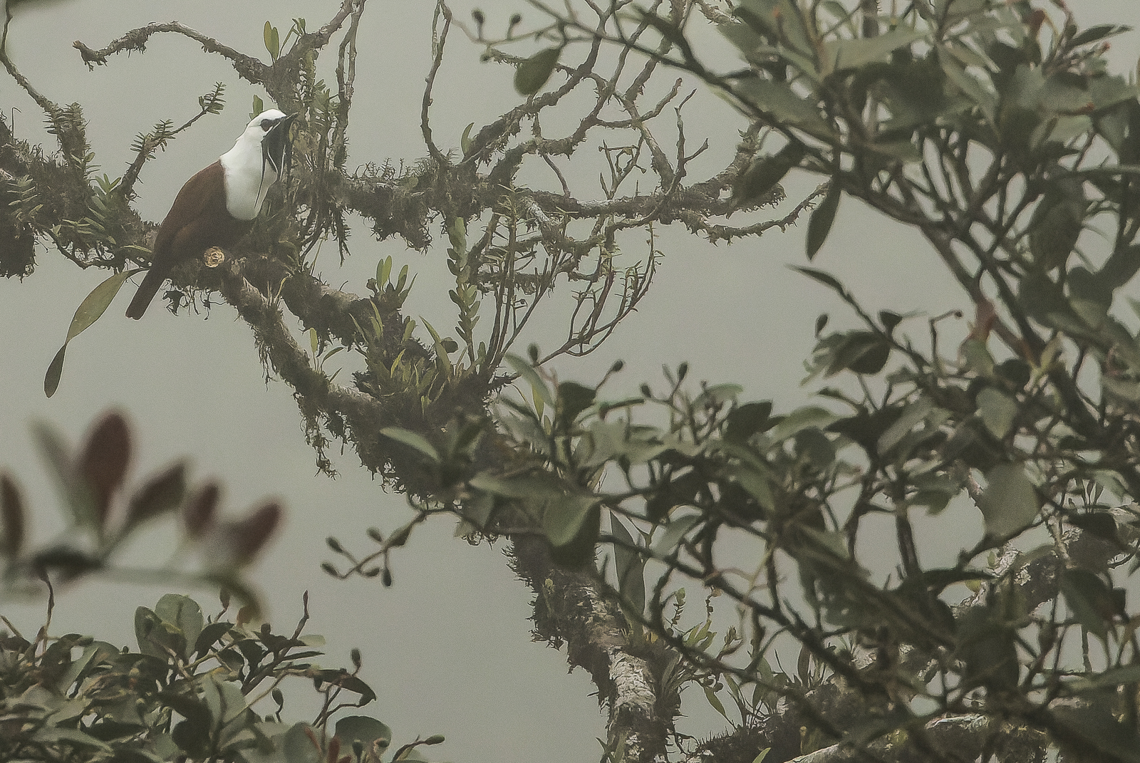 Three-wattled Bellbird