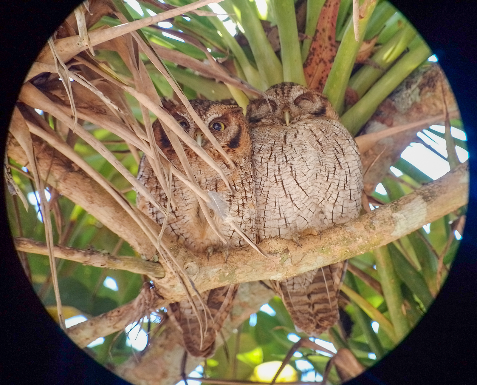 Tropical Screech Owls