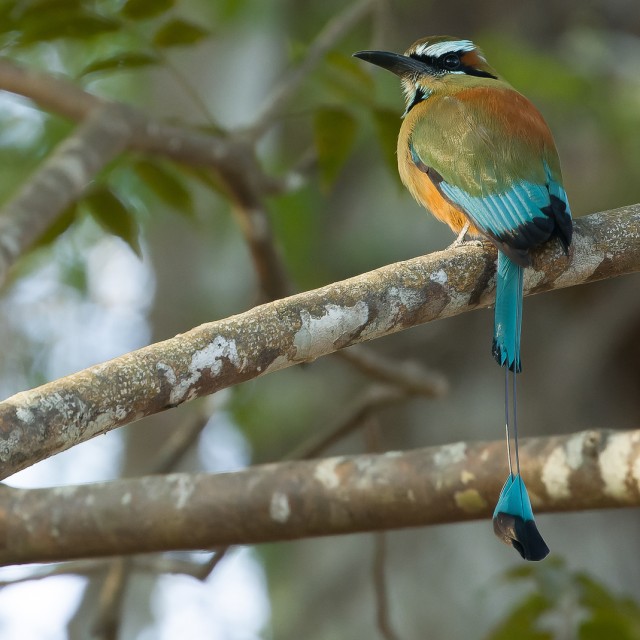 Turquoise-browed Motmot
