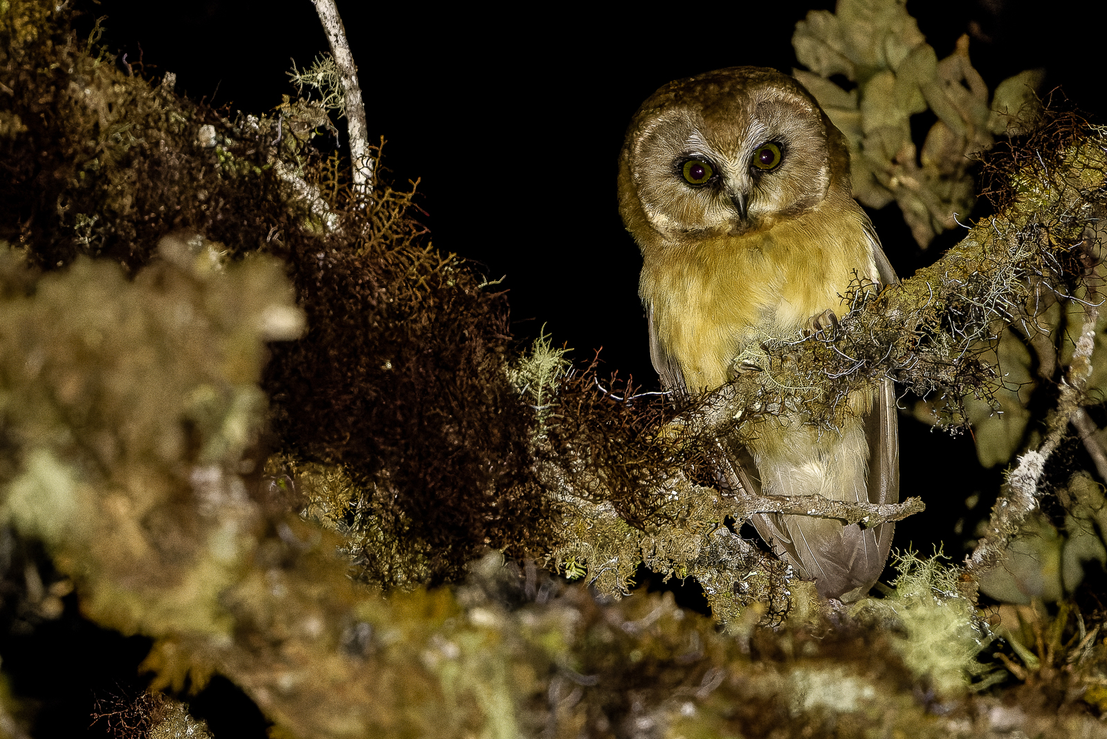 Unspotted Saw-whet Owl