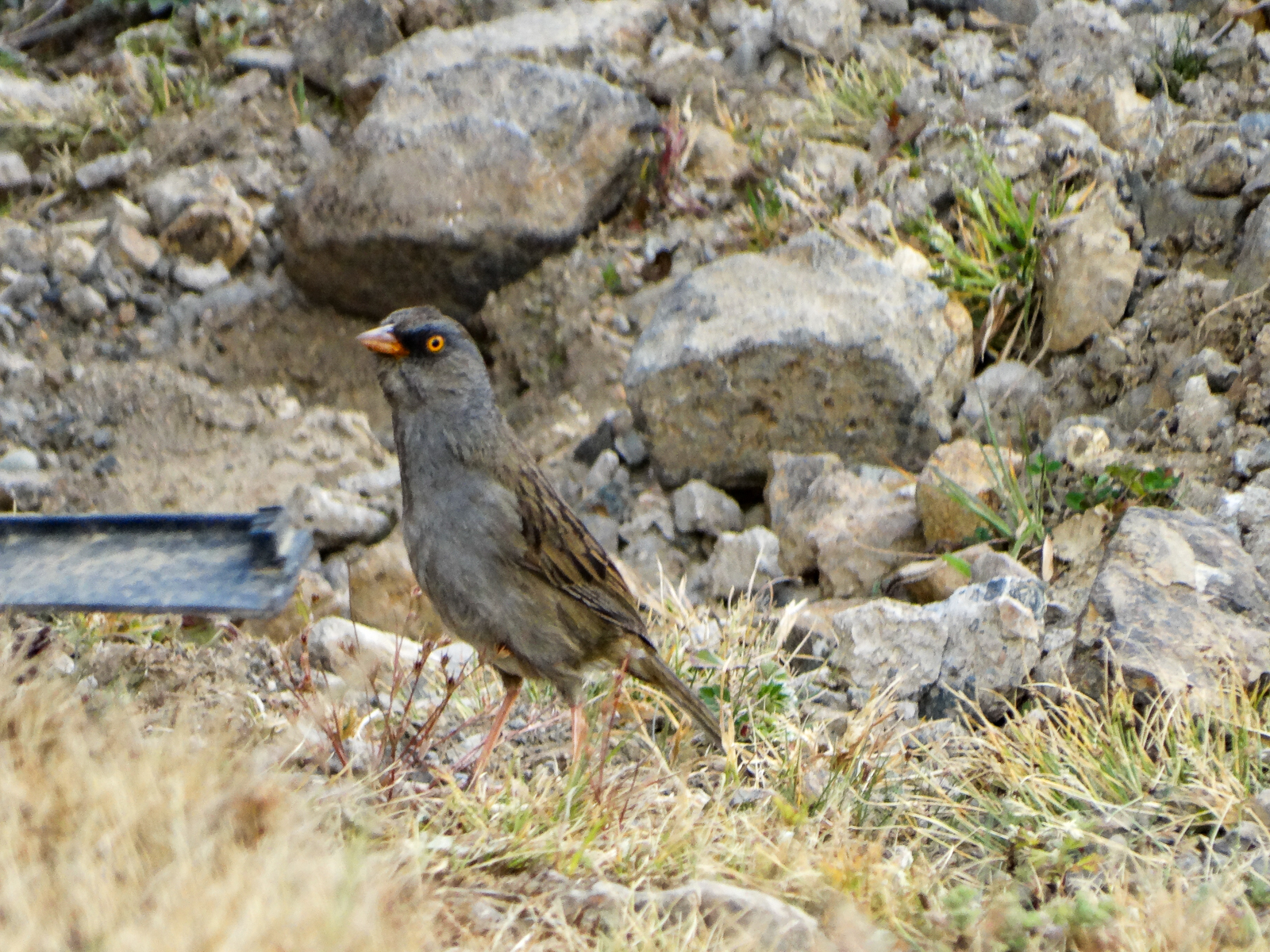 Volcano Junco