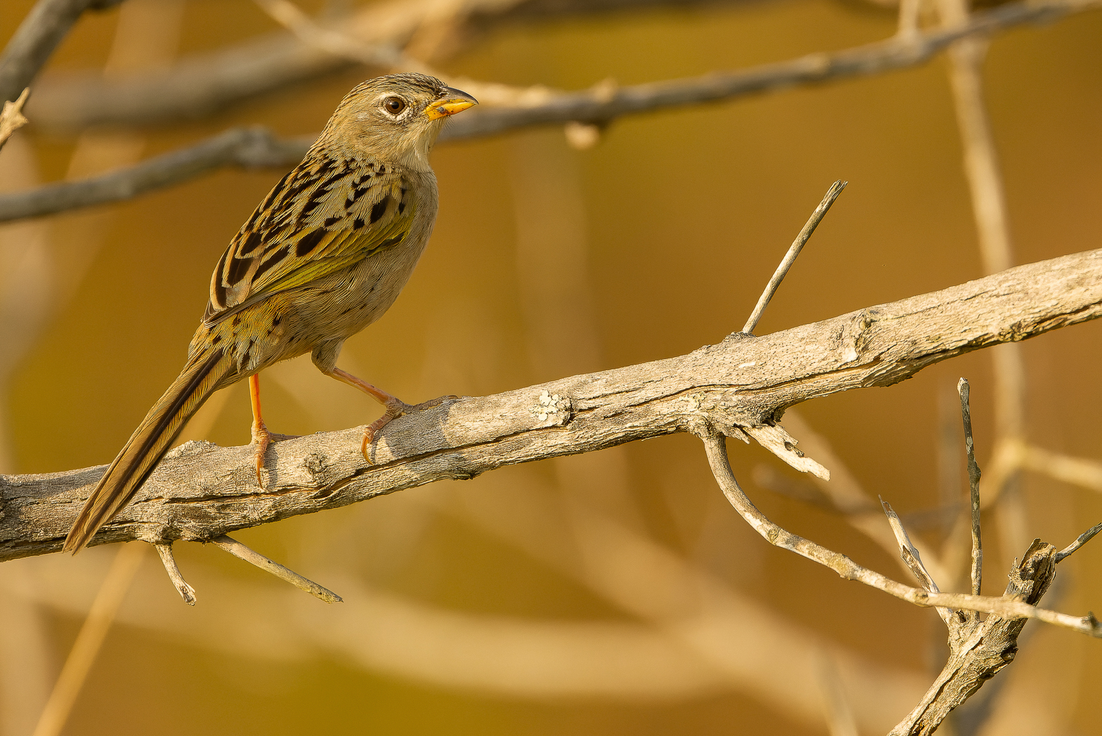 Wedge-tailed Grass-finch