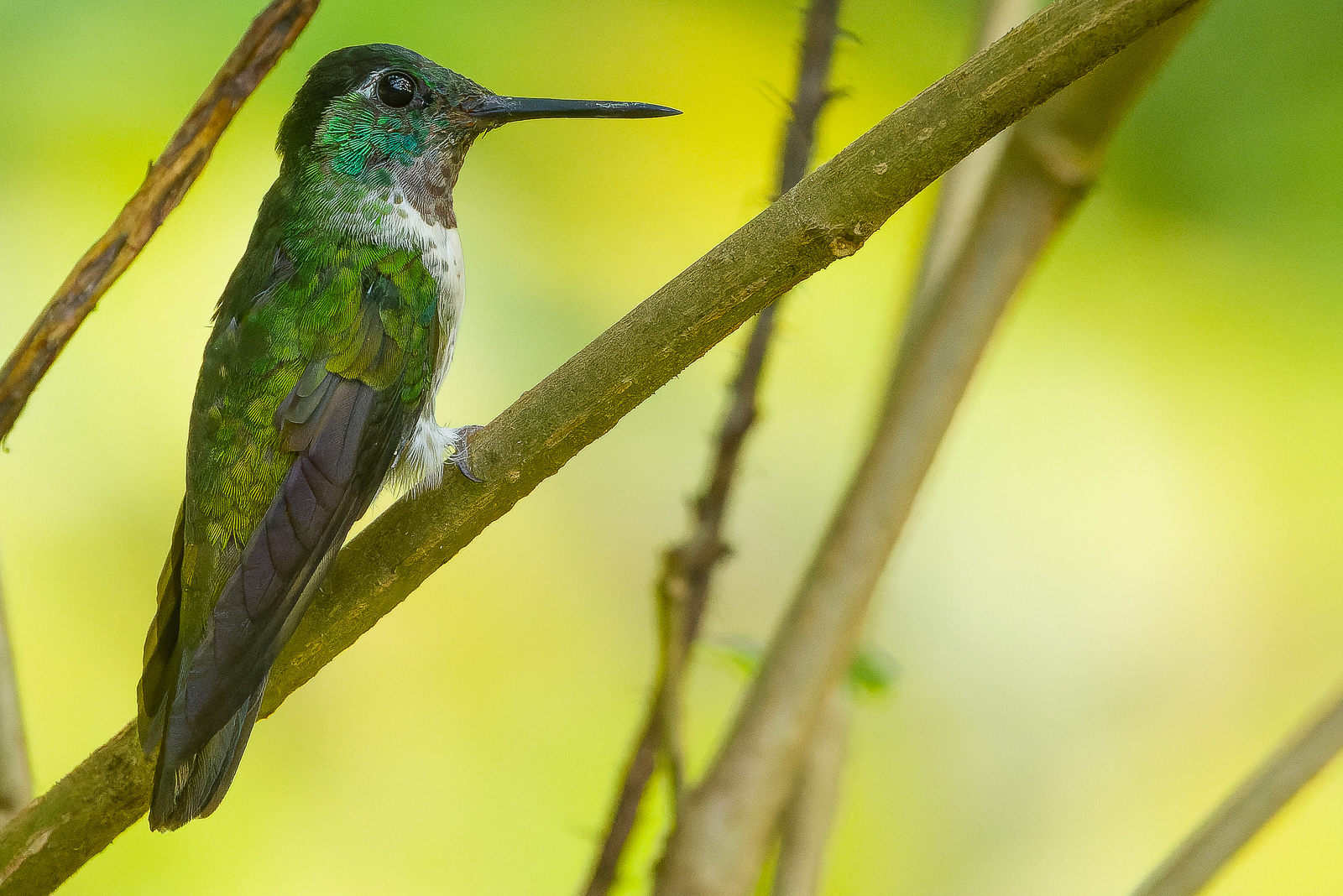 White-bellied Mountain-gem