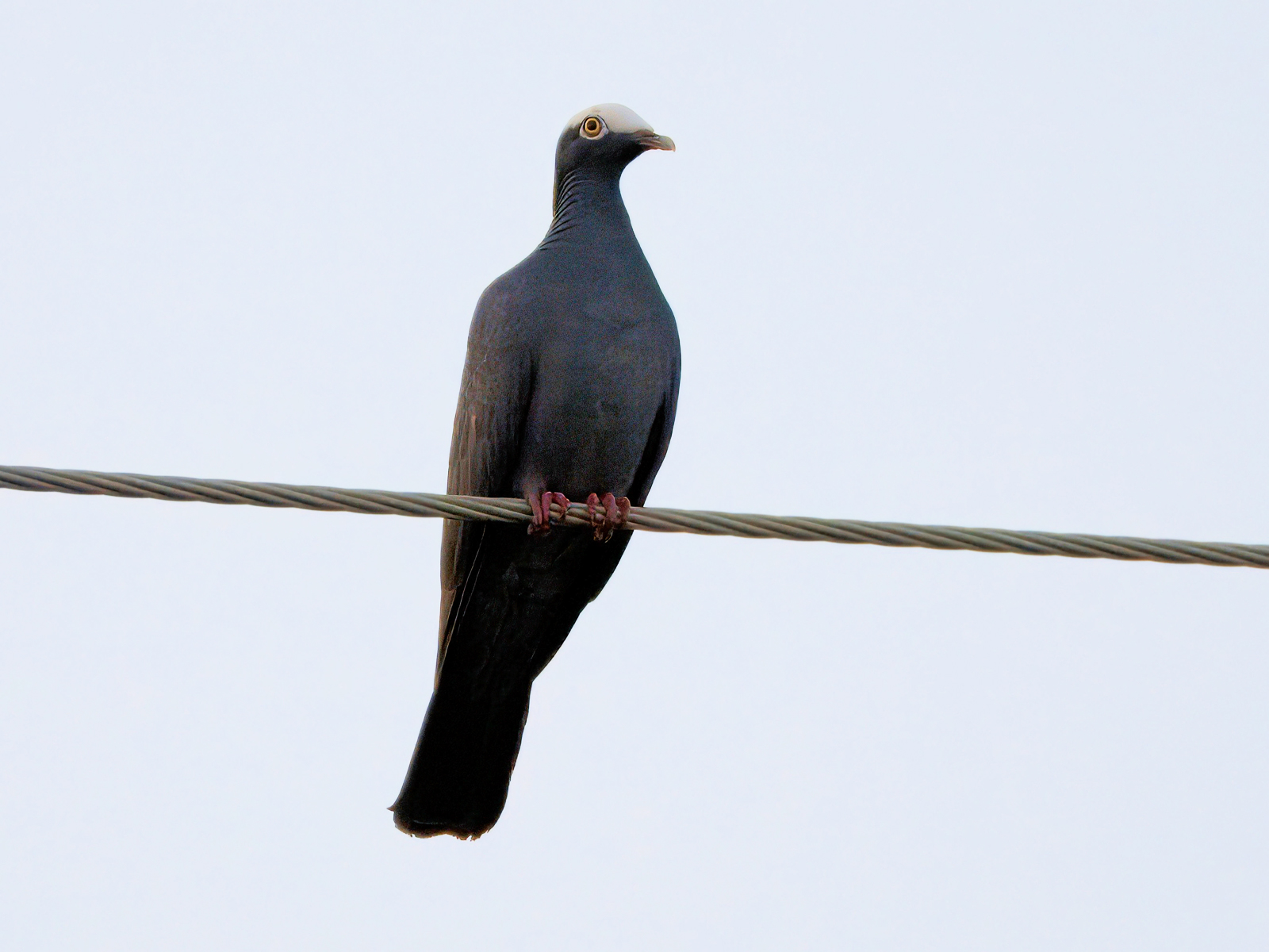 White-crowned Pigeon