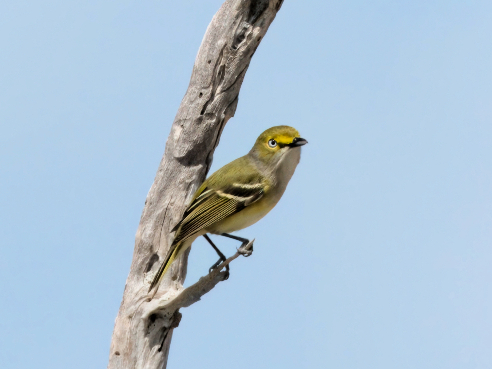 White-eye-Vireo