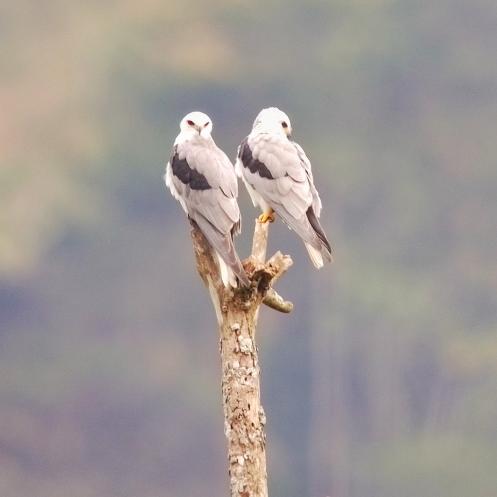 White-tailed Kites