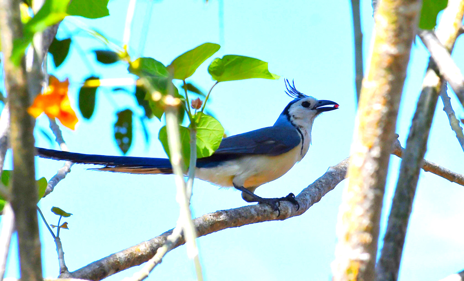 White-throated Magpie Jay