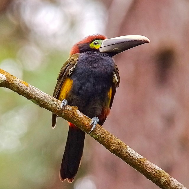 Yellow-eared Toucanet