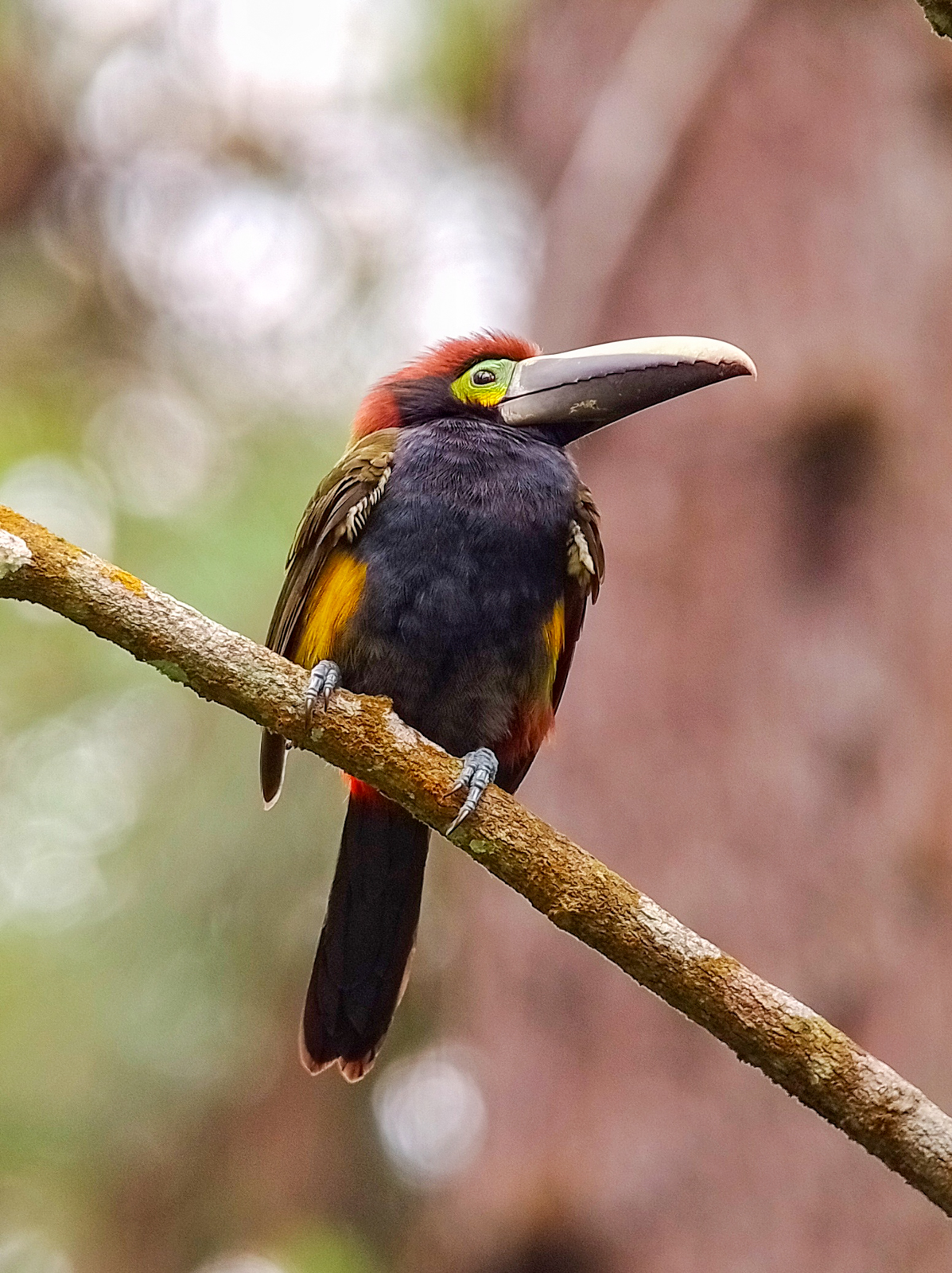 Yellow-eared Toucanet