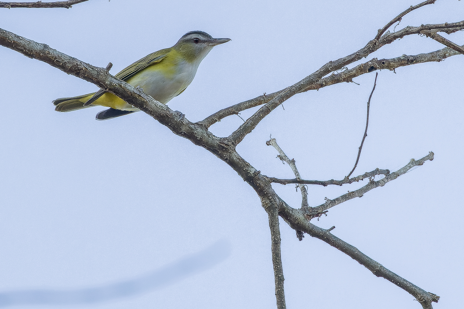 Yellow-green Vireo