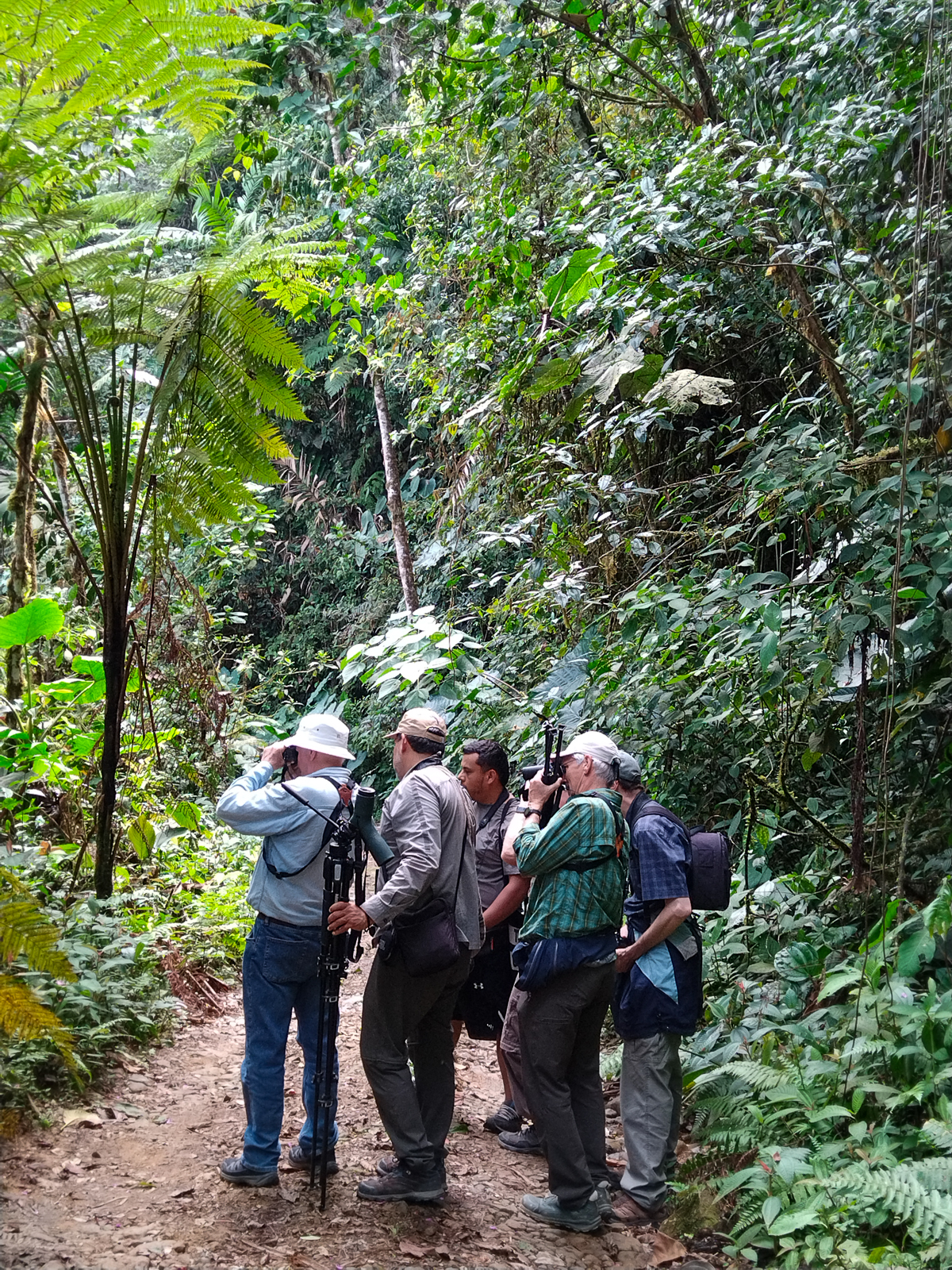 Birding in Montezuma, Colombia