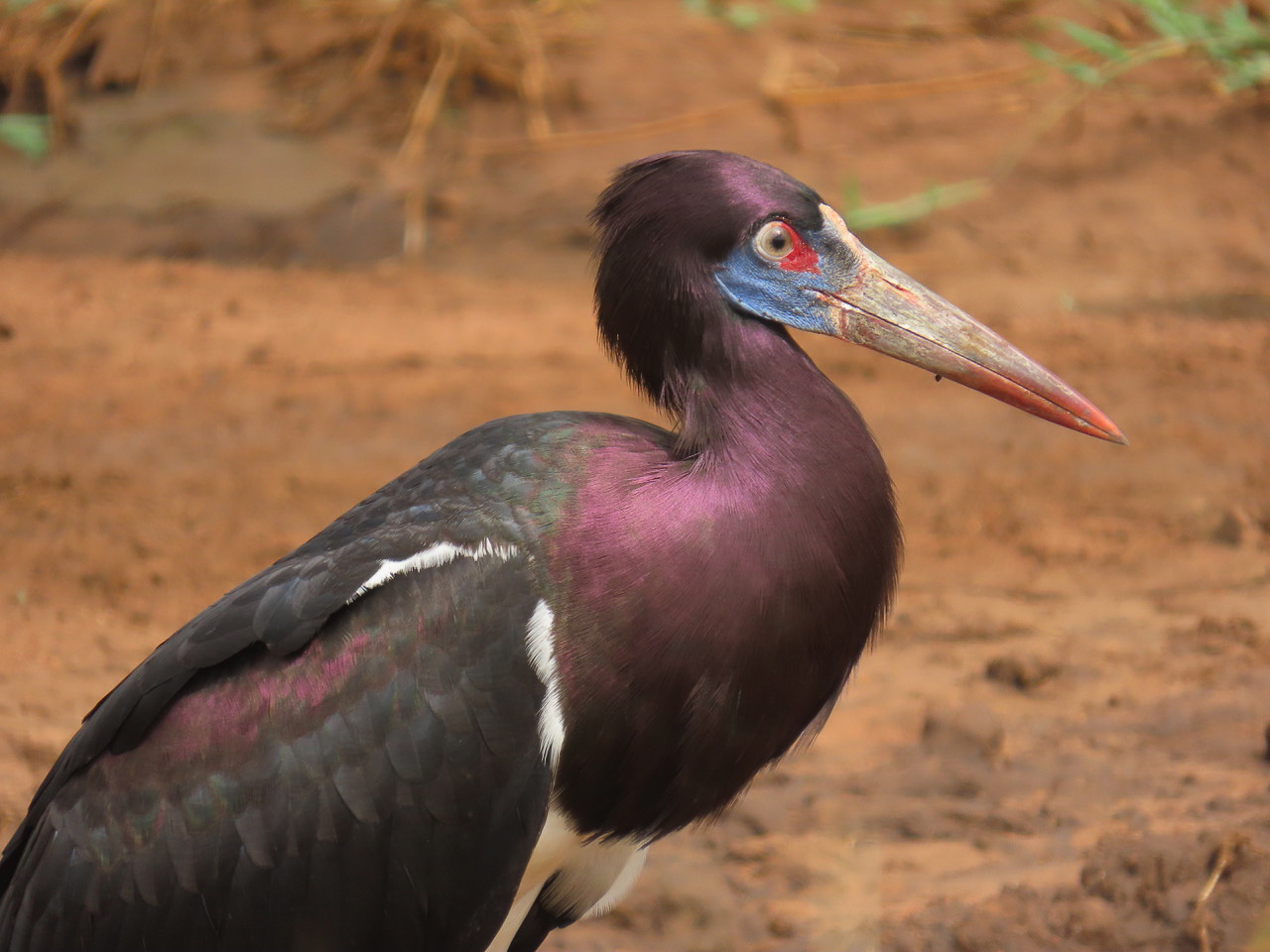Abdim's Stork