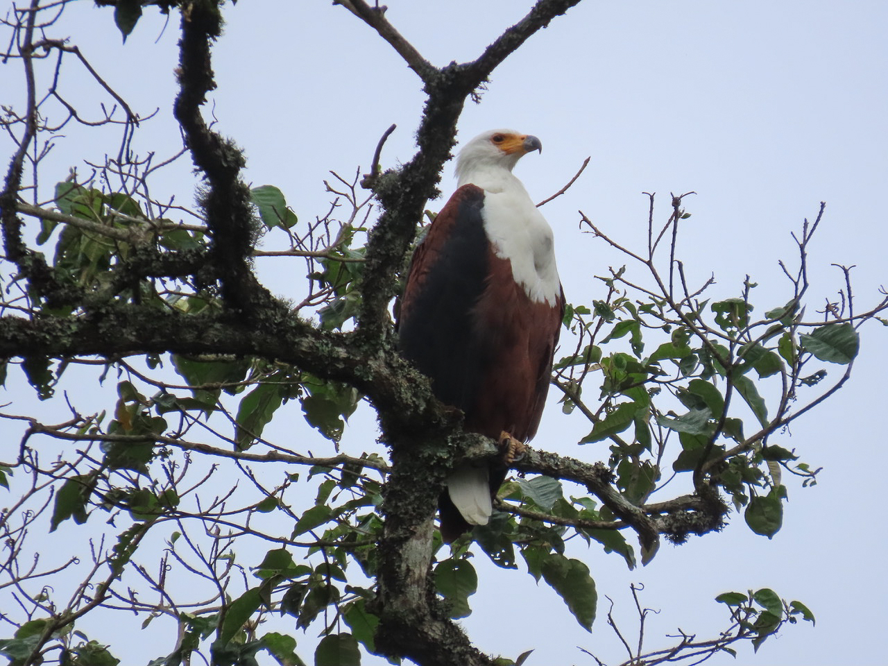Africa Fish-Eagle