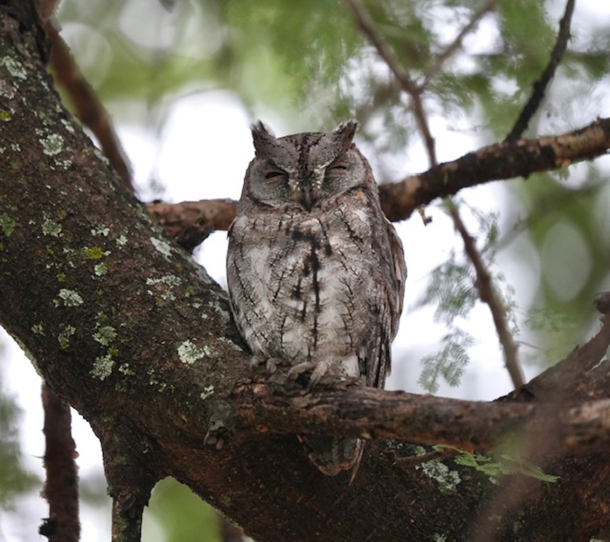 African Scops-Owl