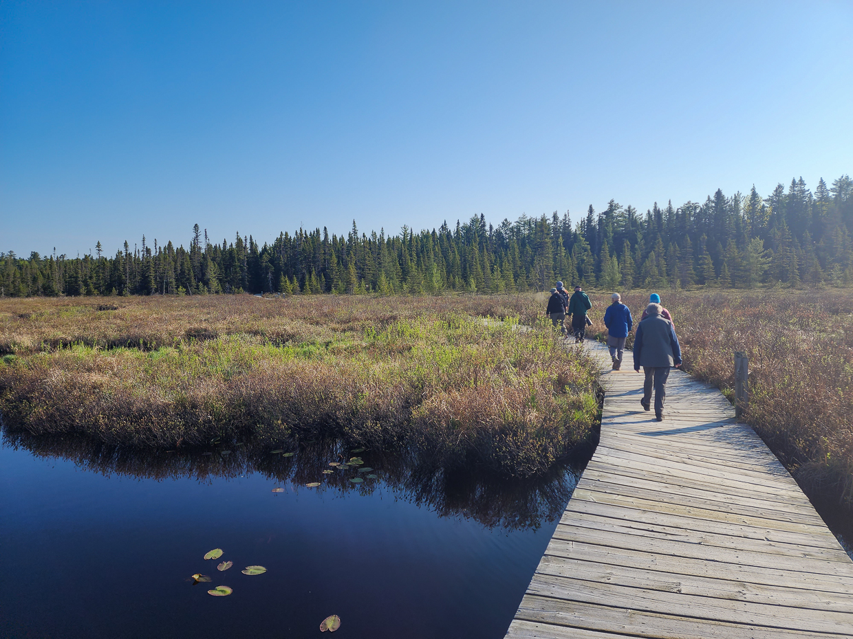 Algonquin boardwalk