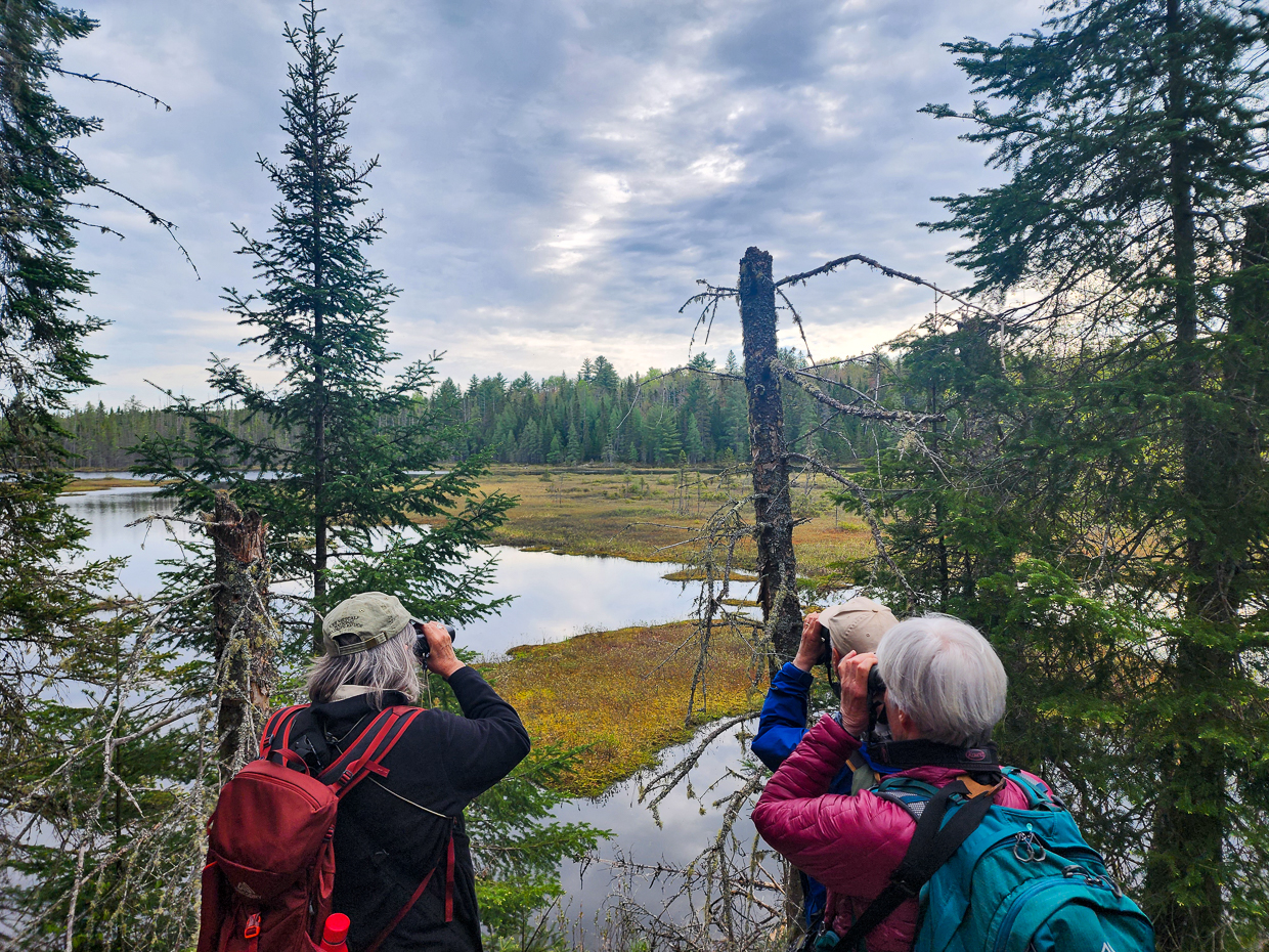 Birding in Algonquin Park