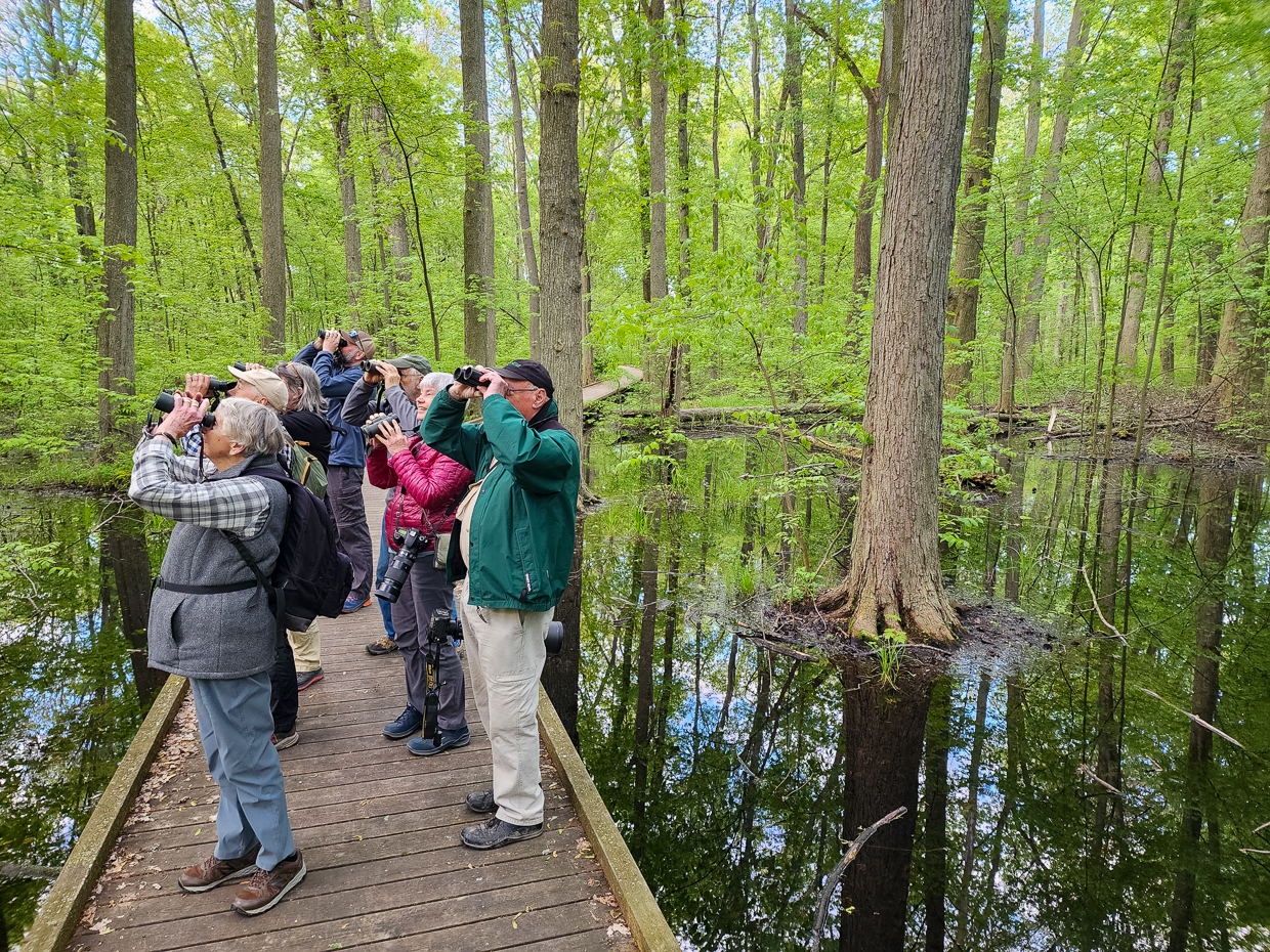 Birding in flooded forest in Kopegaron Woods