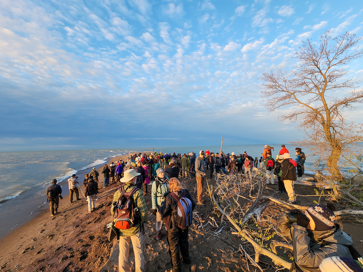 Birders at the tip of Point Pelee