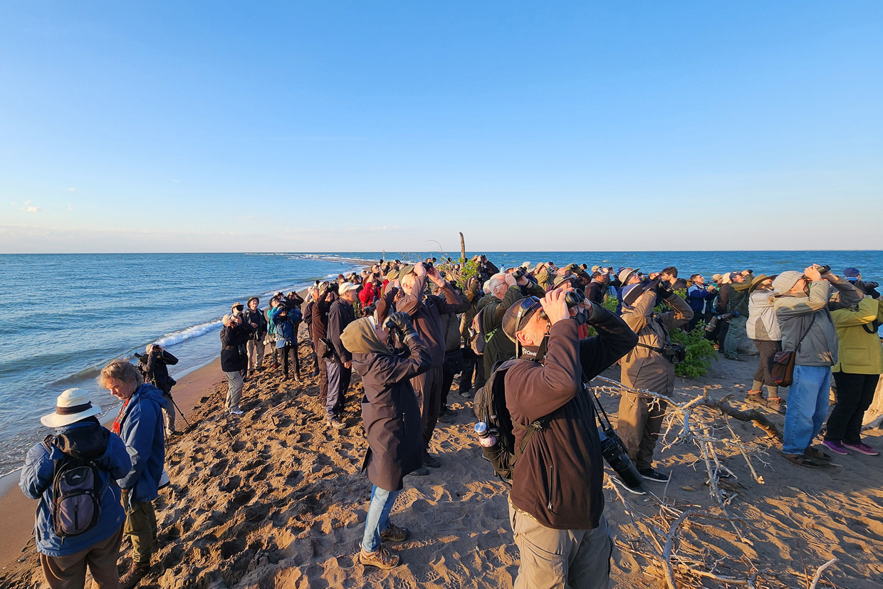 Birding at the tip of Point Pelee
