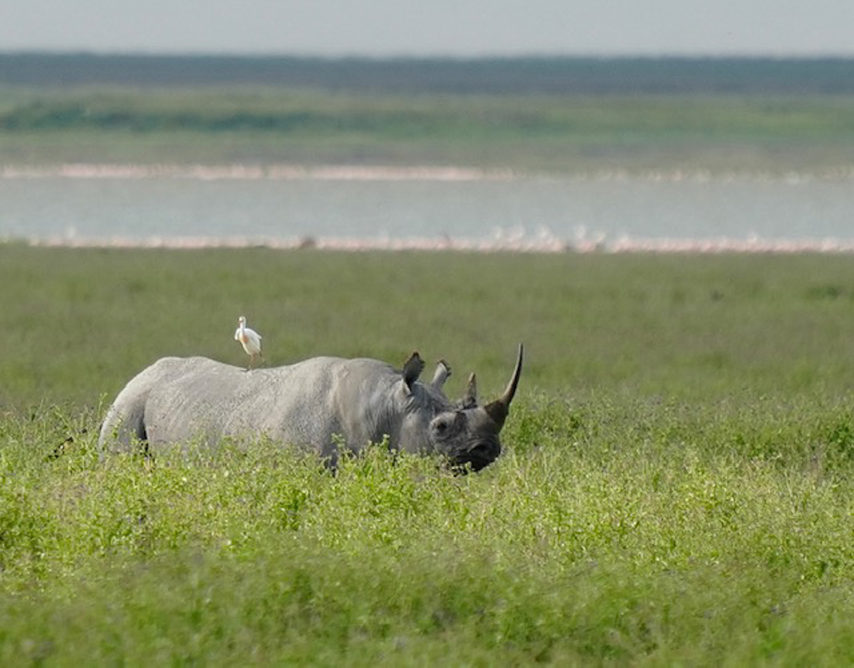 Black Rhinoceros