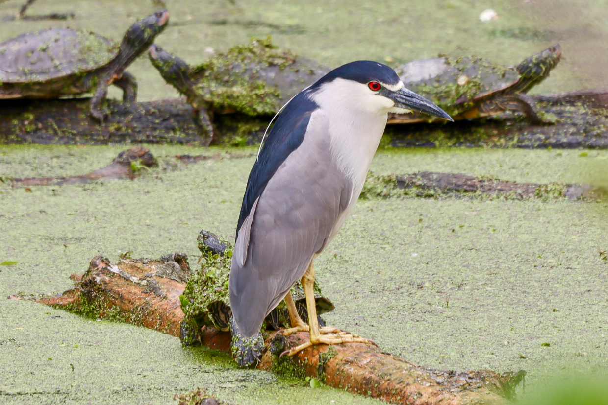 Black-crowned Night Heron