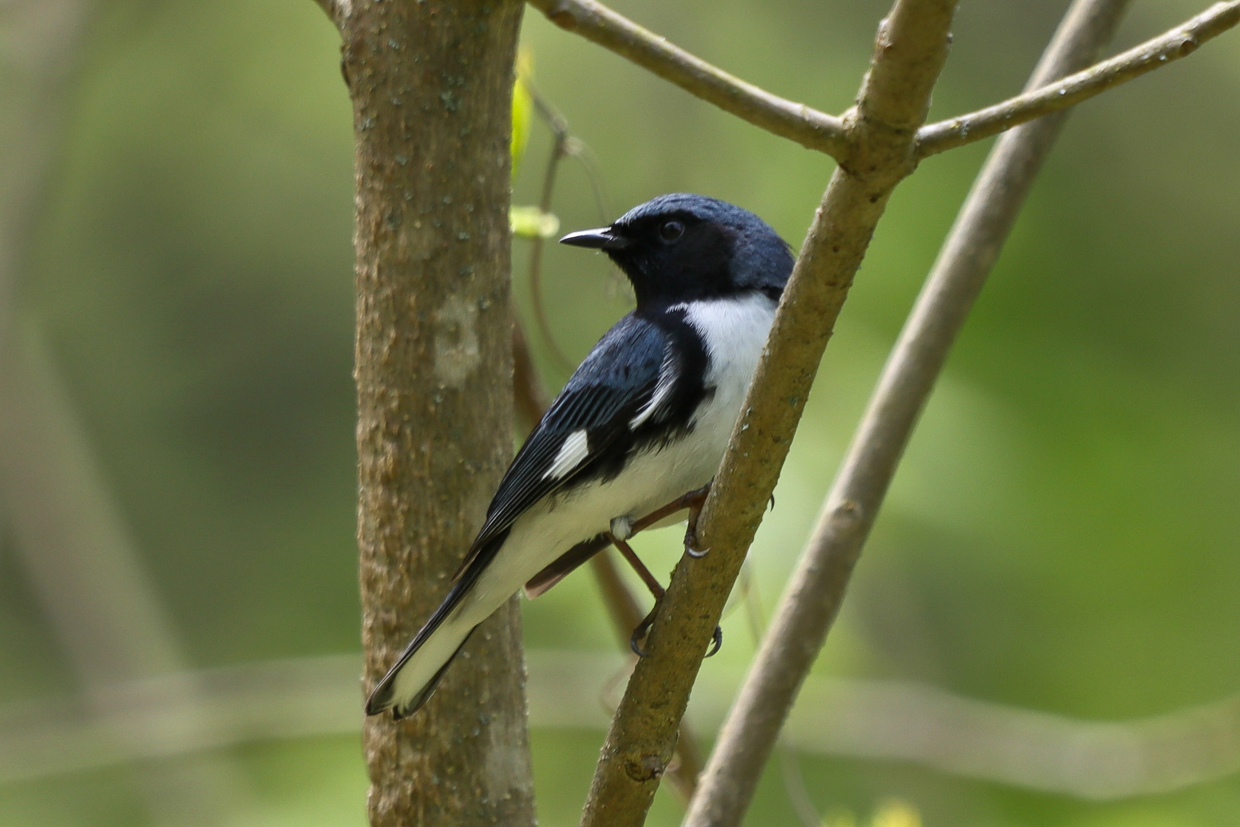 Black-throated Blue Warbler