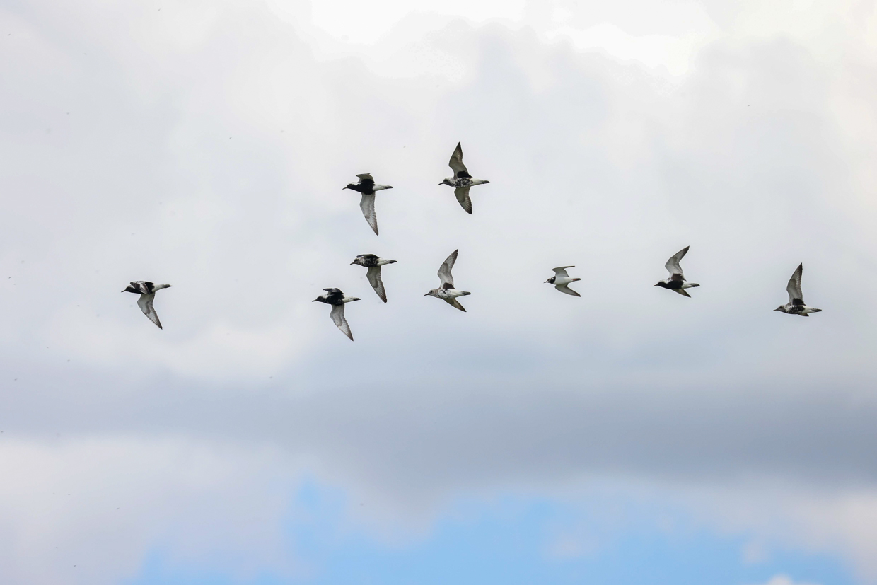 Black-bellied Plovers in flight