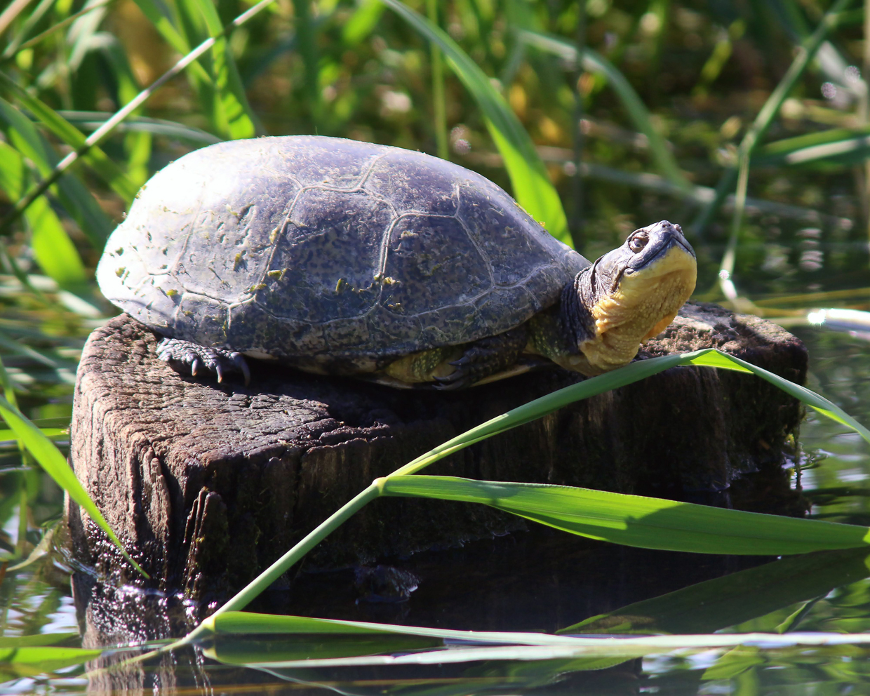 Blanding's Turtle