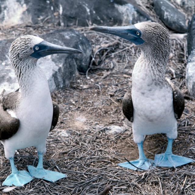 Blue-footed Boobies