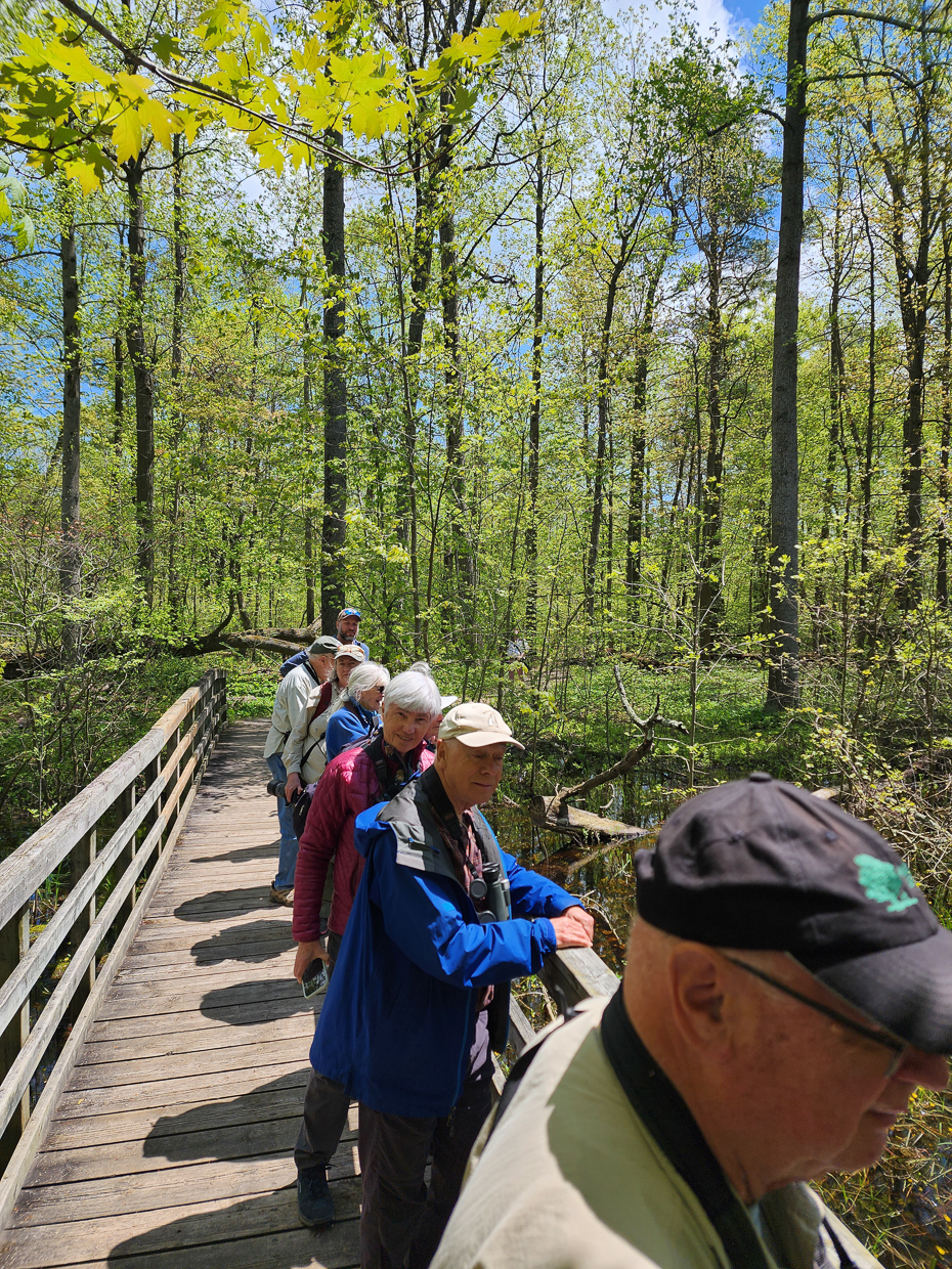 Boardwalk in Rondeau Provincial Park