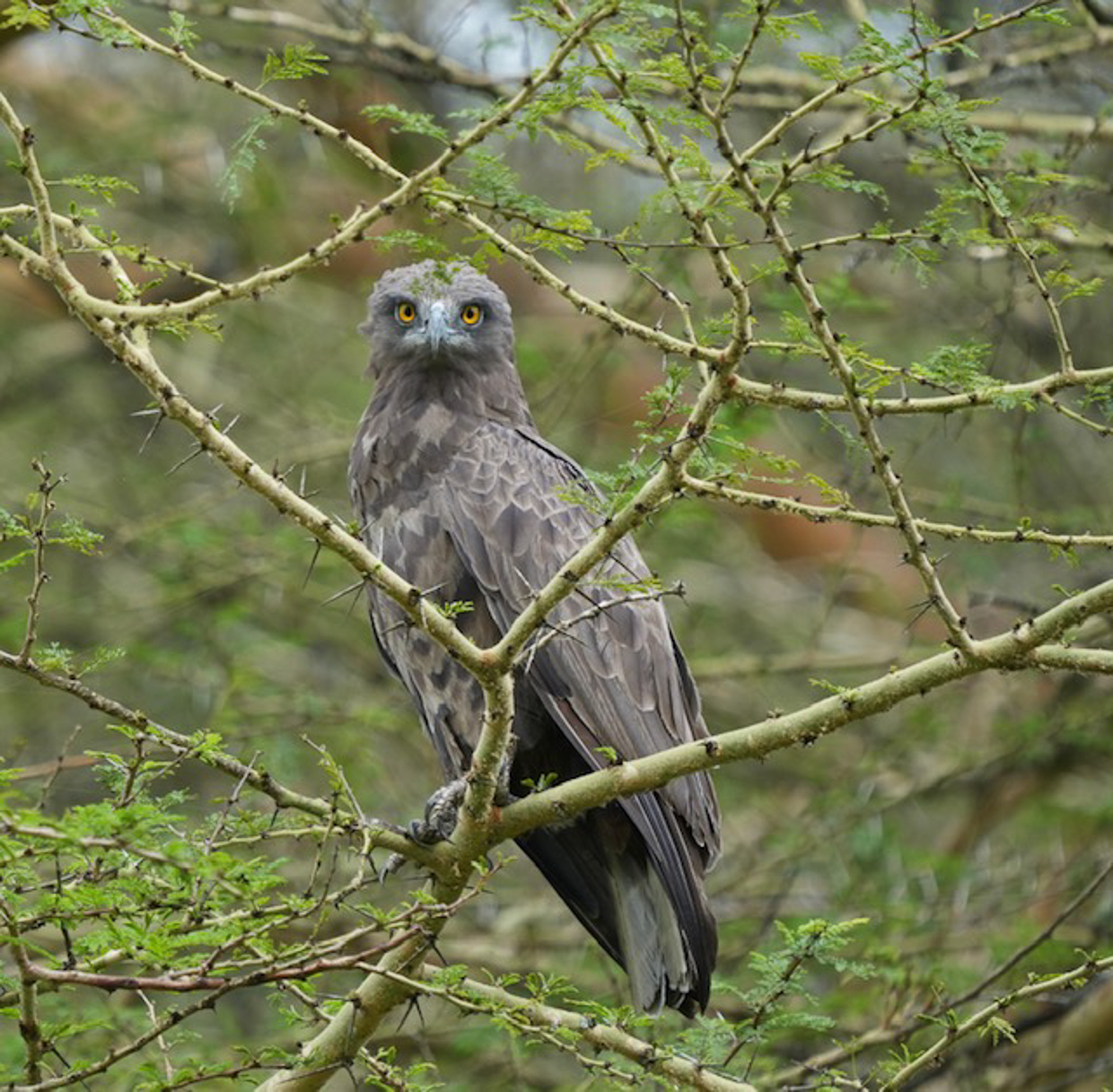 Brown Snake-Eagle