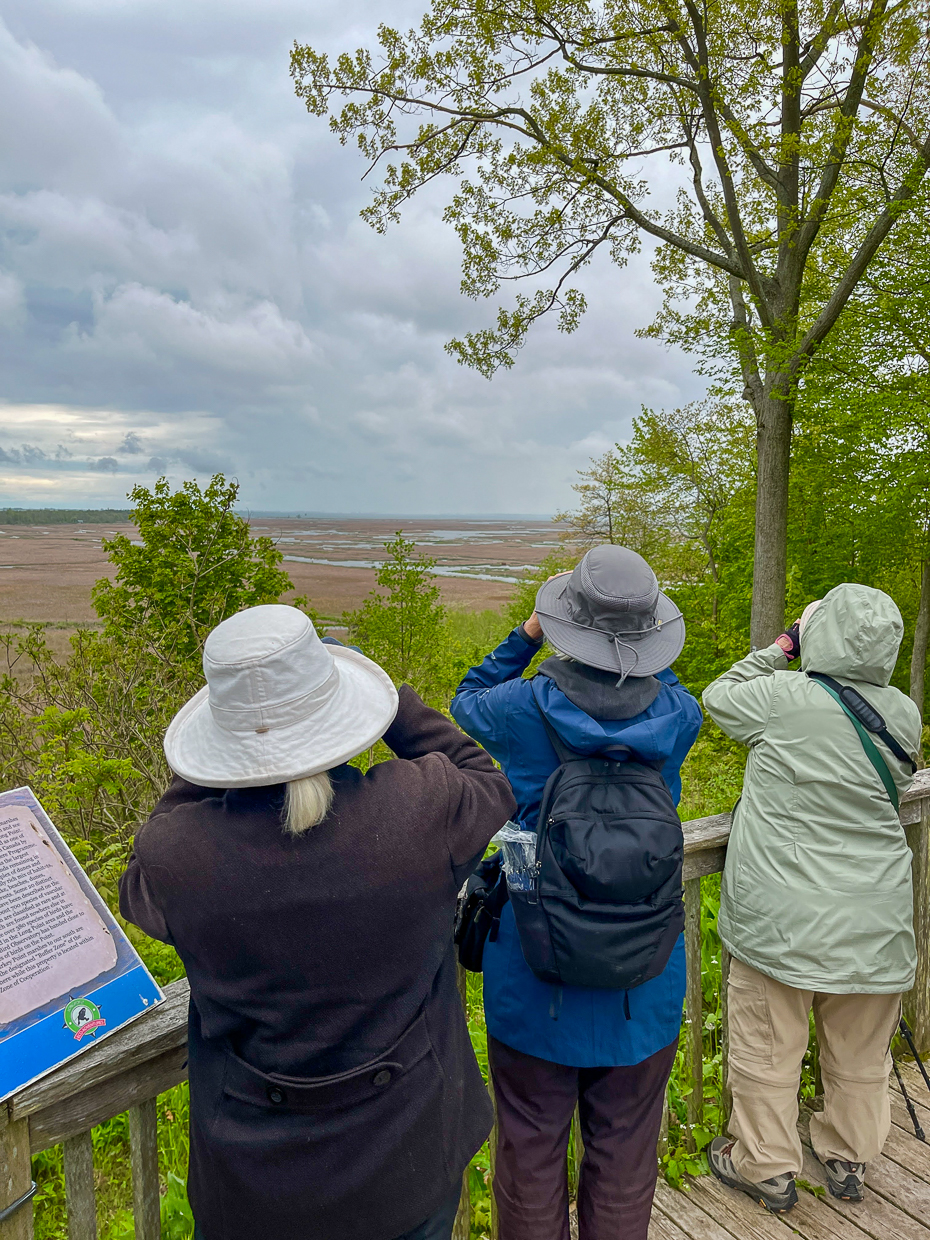 Birding at Turkey Point, Ontario