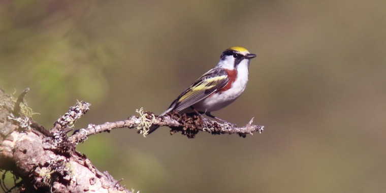 Point Pelee & Algonquin Park Trip Report ( May 9 - 20, 2024)