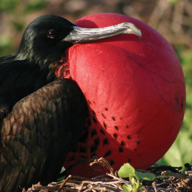 Frigatebird