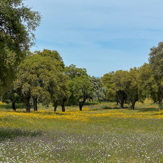 Cork Oak Dehesa Extremadura