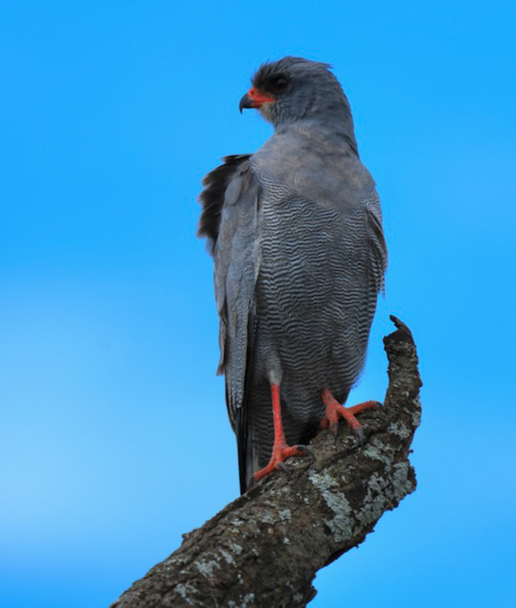 Dark Chanting-Goshwak