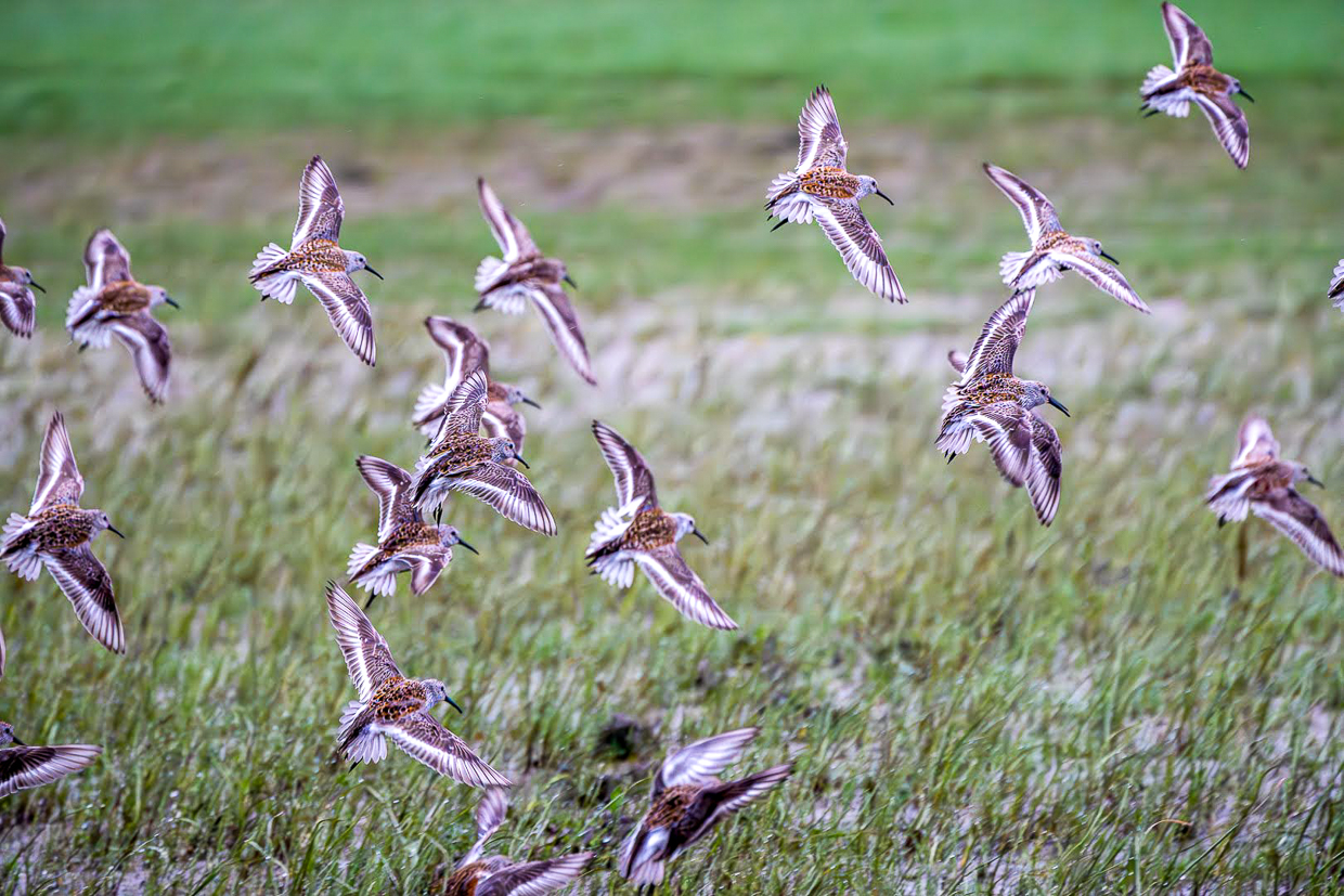 Dunlins