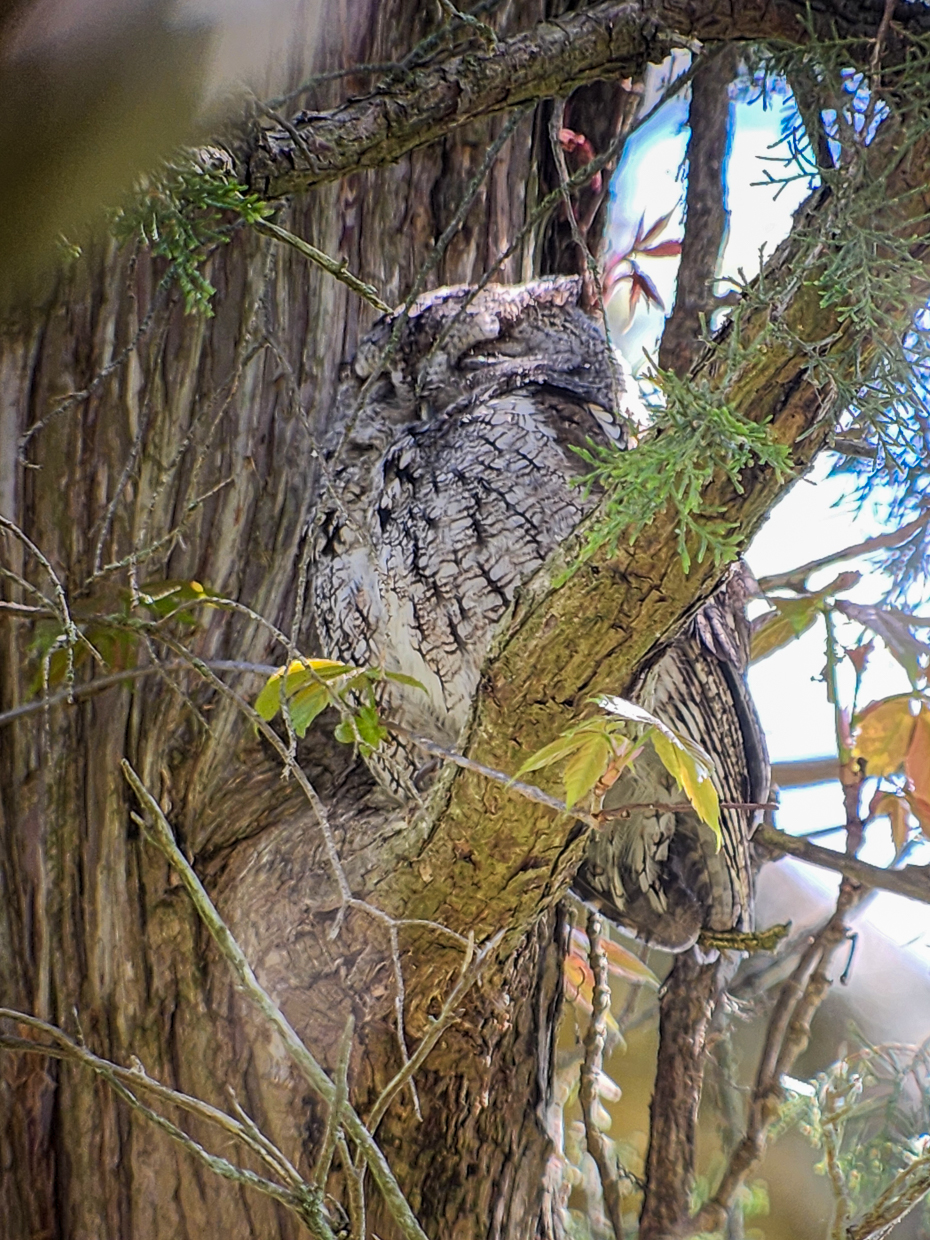 Eastern Screech-Owl roosting in tree