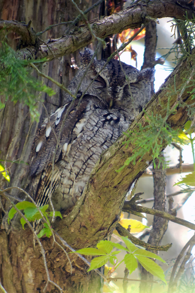 Eastern Screech-Owl