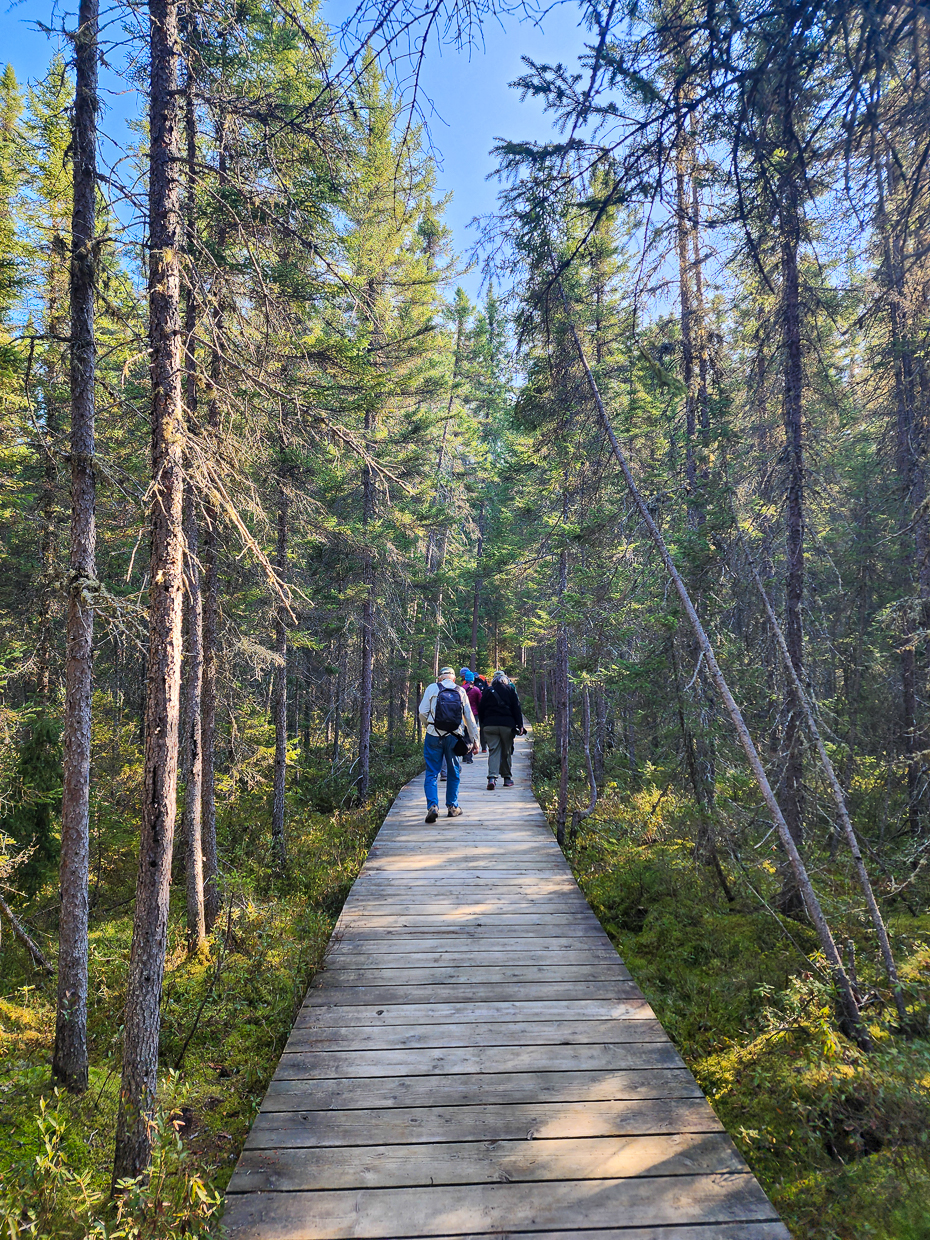 Boardwalk through forest in Algonquin park