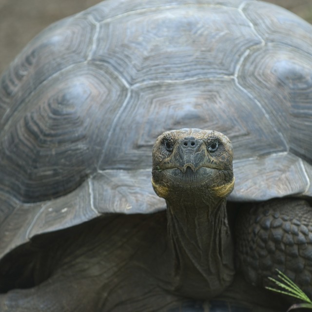 Giant Tortoise