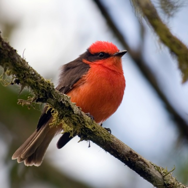 Galapagos Vermillion Flycatcher